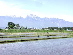 お田植え