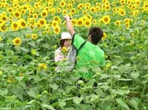 ひまわり4