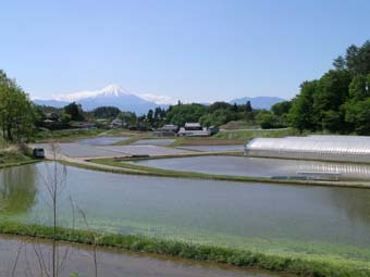 植田